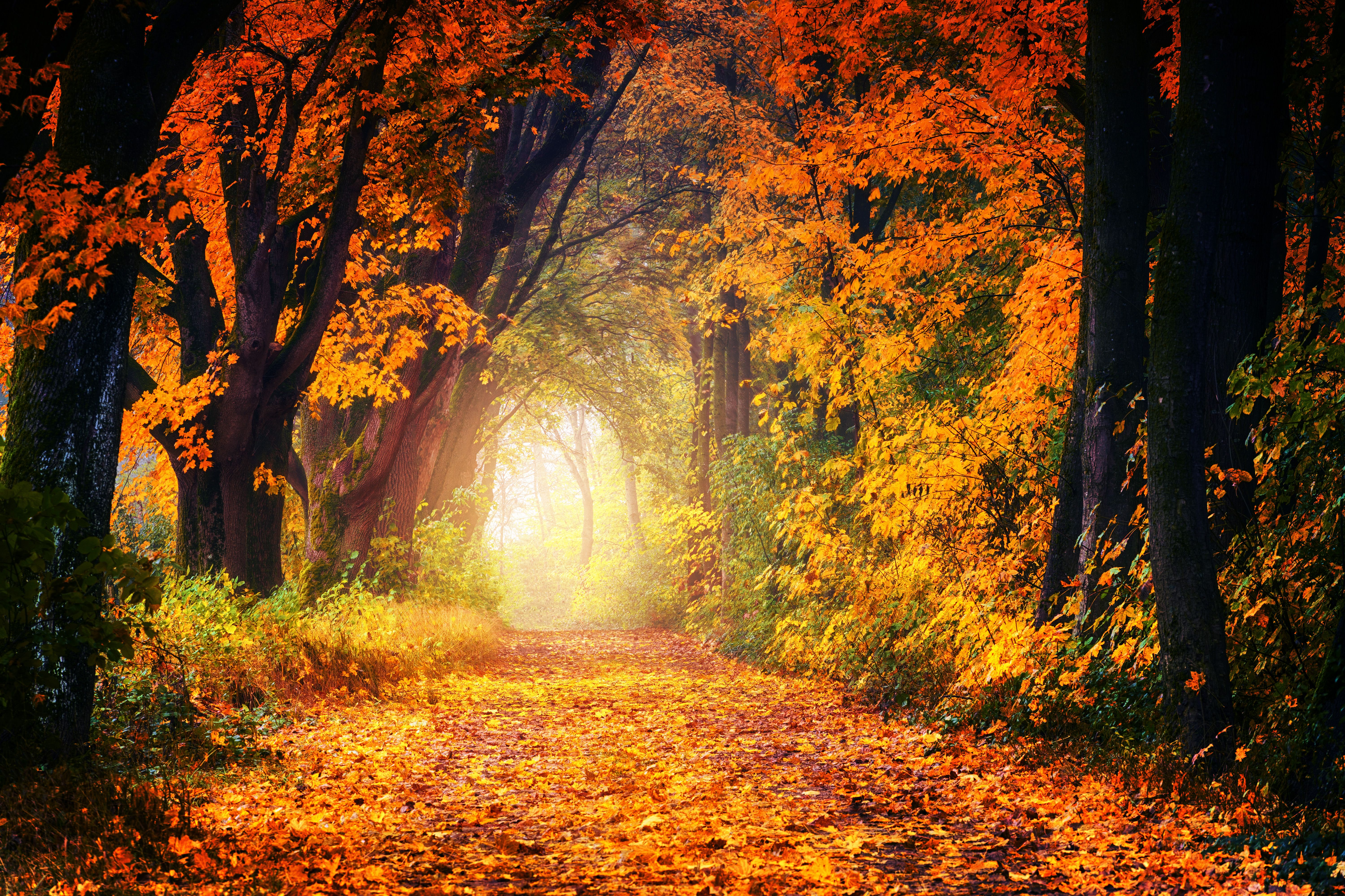 Evergreen Life & Wellness | Suzanne Levy